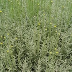 Heiligenbloem,Cipressenkruid