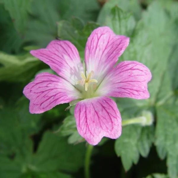 Ooievaarsbek 2 Ooievaarsbek