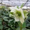 Nieskruid -BSI Planten Winkel 1502955666 43429 600
