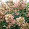 Hortensia, Pluimhortensia -BSI Planten Winkel 1505890933 5076 600