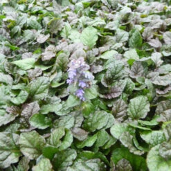 Kruipend Zenegroen, Zennegroen