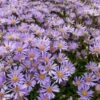 Aster -BSI Planten Winkel 1577368348 732146 600