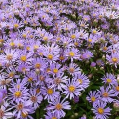 Aster