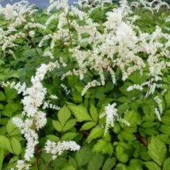 Pluimspirea