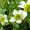 Witte Dotterbloem -BSI Planten Winkel 1577368709 732146 600
