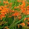 Montbretia 2 Montbretia -BSI Planten Winkel 1577369172 732146 600