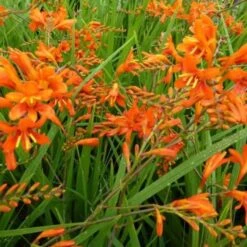 Montbretia