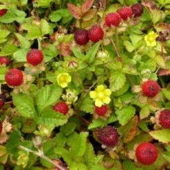 Schijnaardbei, Indische Aardbei