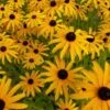 Zonnehoed -BSI Planten Winkel 1577429123 732146 600