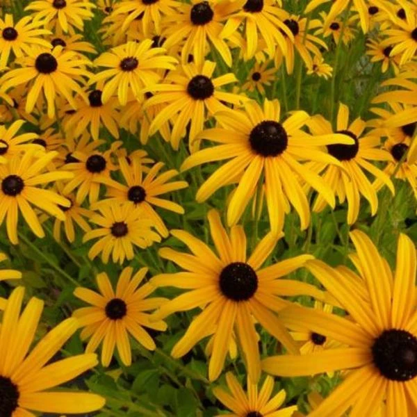 Zonnehoed 3 Zonnehoed