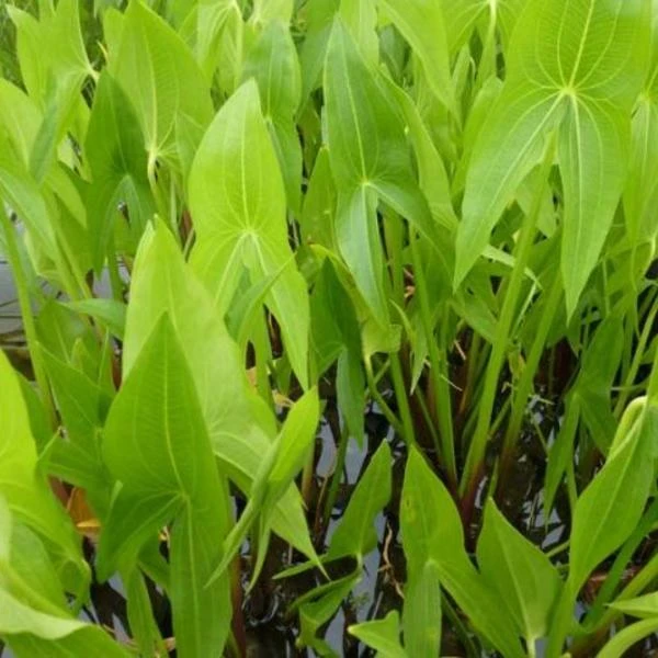 Breedbladig Pijlkruid 3 Breedbladig Pijlkruid