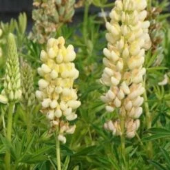 Lupine
