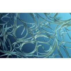 Aquanemix 1.25 V - Doseersproeier Voor Aaltjes -BSI Planten Winkel auquanemix 125 v doseersproeier 1497858309 1 600