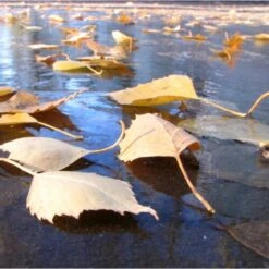 Fijnmazig Vijvernet 6 × 5 Meter -BSI Planten Winkel fijnmazig vijvernet 6 x 5 meter 1541778382 1 600
