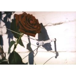 Geleidingssysteem Voor Klimplanten Palissa -BSI Planten Winkel geleidingssysteem voor klimplanten 1601382137 3 600