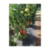 Gronddoek Met Openingen Voor Tomaten - 60 Cm × 5 M 1 Gronddoek Met Openingen Voor Tomaten - 60 Cm × 5 M -BSI Planten Winkel gronddoek tomaten 60 cm x 5 m 1513847223 1 600