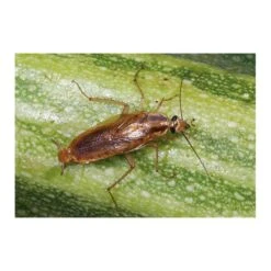 Kakkerlakkenval XL + Lokstof - Set Van 4 Stuks 7 Kakkerlakkenval XL + Lokstof - Set Van 4 Stuks -BSI Planten Winkel kakkerlakkenval xl lokstof 1499689639 3 600