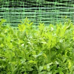 Erwten En Bonen Klimgaas 1,7 × 4 M