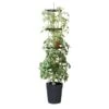 Tomatentoren 150 Cm Met Bewateringssysteem - Grijs -BSI Planten Winkel klimplantentoren met bewateringssysteem 1519073384 1 600