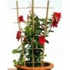 Klimrek Bamboe 37 × 77cm 1 Klimrek Bamboe 37 × 77cm -BSI Planten Winkel klimrek bamboe 32 x 75 cm 1603804897 1 600