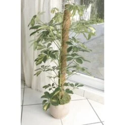 Kokos Kamerplantensteun - Plantstok Ø45 Mm × 1 M -BSI Planten Winkel kokos plantensteun 45 mm x 1 m 1622717806 3 600