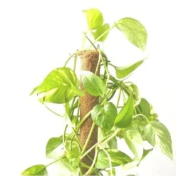 Kokos Kamerplantensteun - Plantstok Ø 45 Mm × 1,5 M -BSI Planten Winkel kokos plantstok 45 mm x 15 m 1622714996 4 600