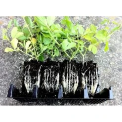 Kweektray Compact Rapid Root - 20 Cellen 8 Kweektray Compact Rapid Root - 20 Cellen -BSI Planten Winkel kweektray rapid root 20 cellen 1487670095 1 600