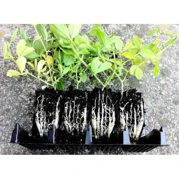 Kweektray Compact Rapid Root - 20 Cellen 4 Kweektray Compact Rapid Root - 20 Cellen - Afbeelding 2