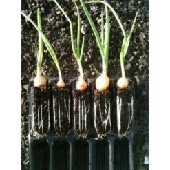 Kweektray Compact Rapid Root - 20 Cellen 9 Kweektray Compact Rapid Root - 20 Cellen -BSI Planten Winkel kweektray rapid root 20 cellen 1487680721 0 600