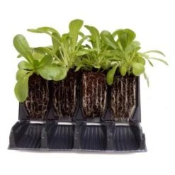 Kweektray Rapid Roots - 32 Cellen -BSI Planten Winkel kweektray rapid roots 32 cellen 1521399839 1 600