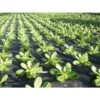 Mulchvlies - Aardbeifolie 1,5 M × 5 M 2 Mulchvlies - Aardbeifolie 1,5 M × 5 M -BSI Planten Winkel mulchvlies 15 m x 5 m 1484065526 1 600