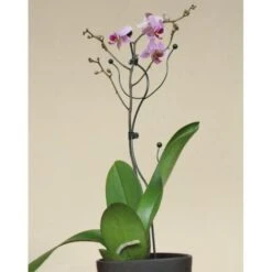 Orchideeënsteun -BSI Planten Winkel orchideensteun 1484052768 5 600