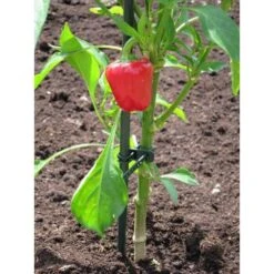 Plantenbinder - Rubber 18 Cm Groen - Set Van 15 Stuks -BSI Planten Winkel plantenbinder rubber 18 cm groen 1672759364 3 600