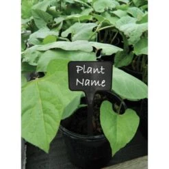 Plantenbordjes Zwart Kunststof - 14 Cm - Set Van 10 Stuks 5 Plantenbordjes Zwart Kunststof - 14 Cm - Set Van 10 Stuks -BSI Planten Winkel plantenbordjes zwart 14 cm 1608552375 2 600