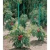 Plantensteun Voor Tomaten Met Waterreserve - 180 Cm -BSI Planten Winkel plantsteun voor tomaten met waterreserve 1m80 1602162794 1 600