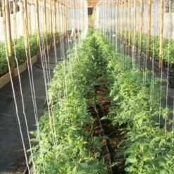 Tomatenkoorden - Tomatentouwen 220 Cm - Set Van 100 Stuks