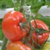 Tomaten Trossteun Wit - Set Van 100 Stuks -BSI Planten Winkel tomatentrossteunen 1484056718 1 600