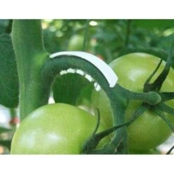 Tomaten Trossteun Wit - Set Van 100 Stuks 10 Tomaten Trossteun Wit - Set Van 100 Stuks -BSI Planten Winkel tomatentrossteunen 1484056718 3 600