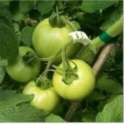 Tomaten Trossteun Wit - Set Van 100 Stuks 11 Tomaten Trossteun Wit - Set Van 100 Stuks -BSI Planten Winkel tomatentrossteunen 1484056718 4 600