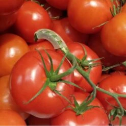 Tomaten Trossteun Wit - Set Van 100 Stuks 13 Tomaten Trossteun Wit - Set Van 100 Stuks -BSI Planten Winkel tomatentrossteunen 1536691845 1 600