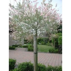 Tree-fix Boombinder 23 Cm - Set Van 20 Stuks -BSI Planten Winkel treefix boombinder 23 cm 1547127699 1 600