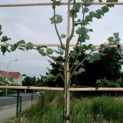 Tree-fix Boombinder 8 Cm - Set Van 50 Stuks -BSI Planten Winkel treefix boombinder 8 cm 1547134388 1 600