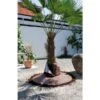 Beschermhoes Voor Wortel Palmboom -BSI Planten Winkel wortelbescherming palmboom 1484056031 1 600