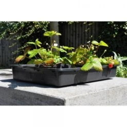 BSI Planten Winkel -BSI Planten Winkel zwarte zaaibak 55 x 40 x 8 cm 1484055699 2 600