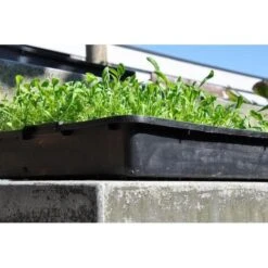 Zaaibak Zwart 57 × 42 × 8 Cm -BSI Planten Winkel zwarte zaaibak 55 x 40 x 8 cm 1484055699 3 600