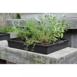 Zaaibak Zwart 57 × 42 × 8 Cm -BSI Planten Winkel zwarte zaaibak 55 x 40 x 8 cm 1484055699 4 600