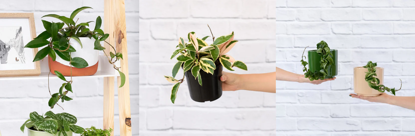 BSI Planten Winkel -BSI Planten Winkel CURRENT Product Pages Plant Care 12 39c28016 f96e 44b2 a6f7 b8c99e58b6ba